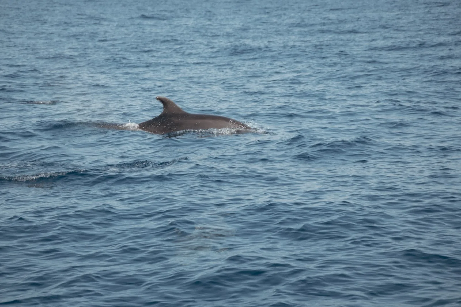 Aleta dorsal de un delfín en superficie en aguas del Garraf