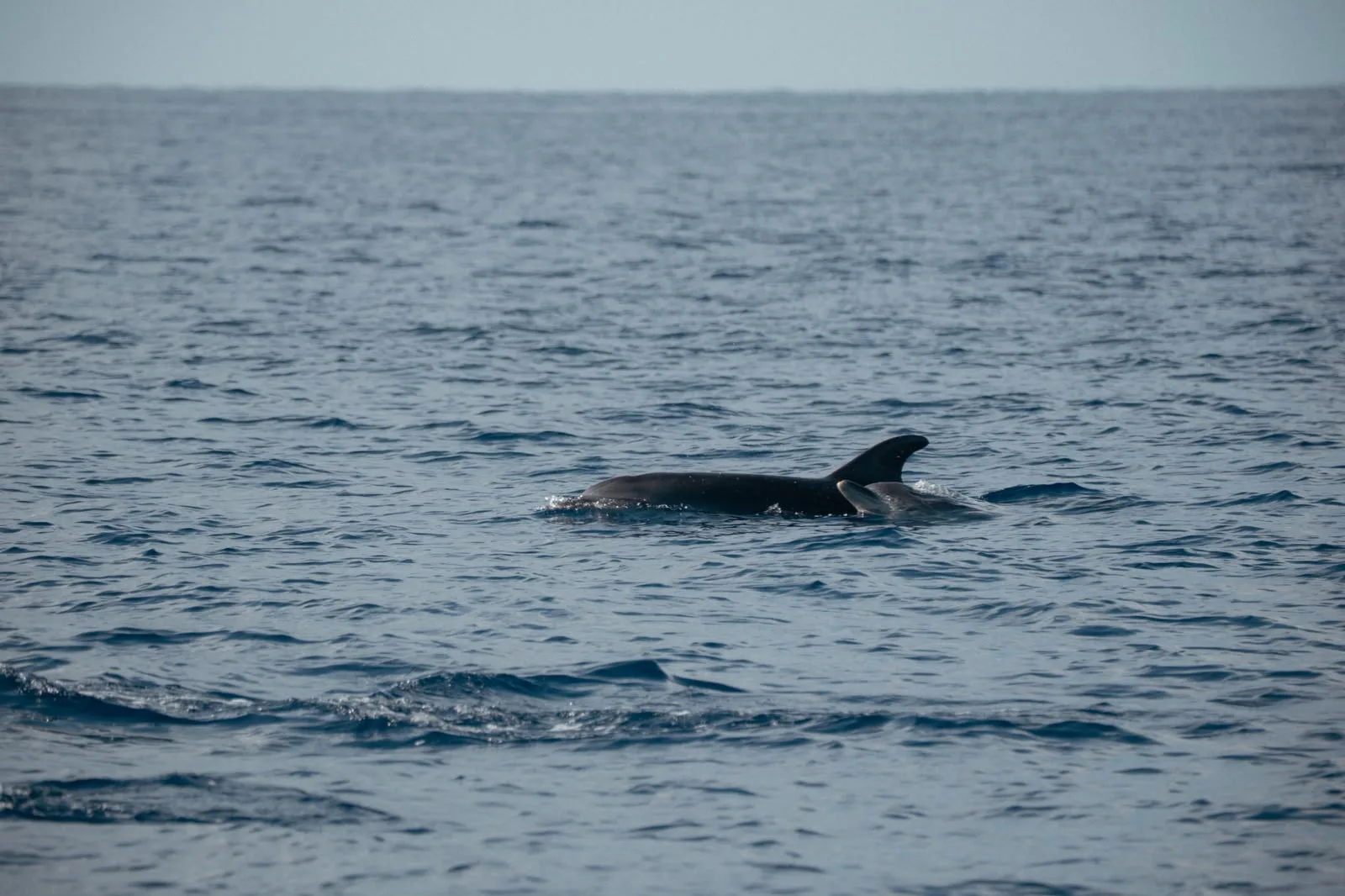 Delfín adulto con su cría junto a la aleta dorsal, en aguas del Garraf