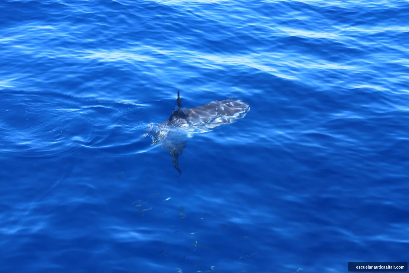 Pez luna (mola mola) avistado en el Garraf
