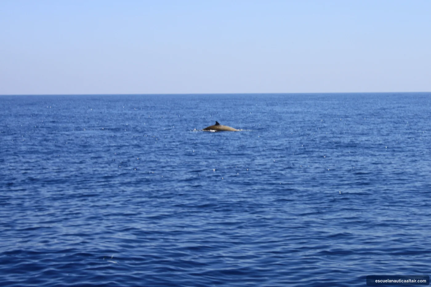 Rorcual común aflorando en el Garraf