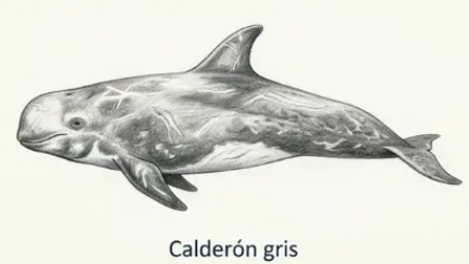 Calderón gris (Grampus griseus)