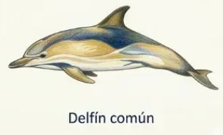 Delfín común (Delphinus delphis)