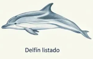 Delfín listado (Stenella coeruleoalba)