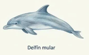 Delfín mular (Tursiops truncatus)