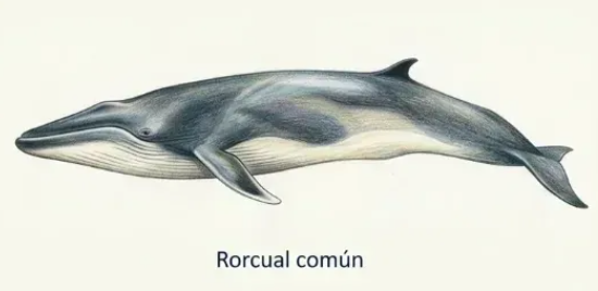 Rorcual común (Balaenoptera physalus)