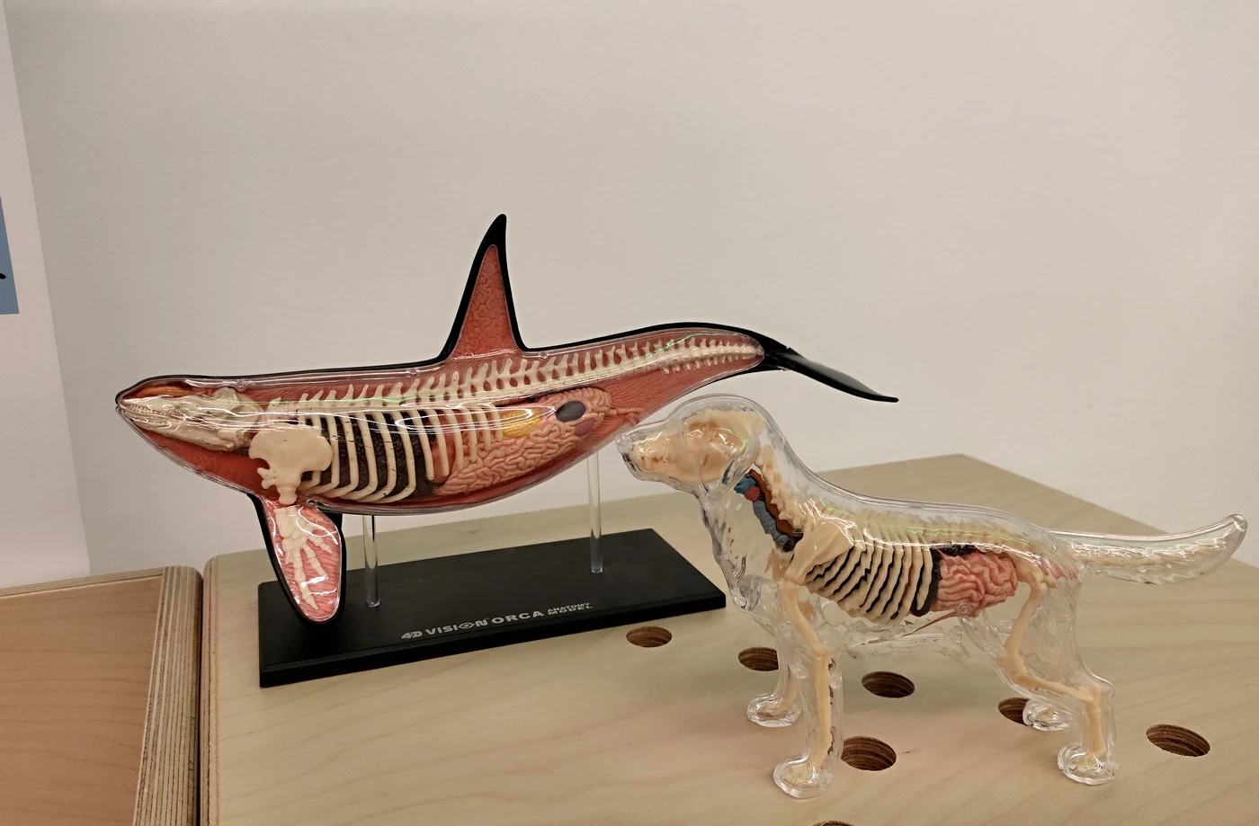 Modelo anatómico transparente de una orca junto a un perro, mostrando similitudes en la estructura ósea interna de ambos mamíferos