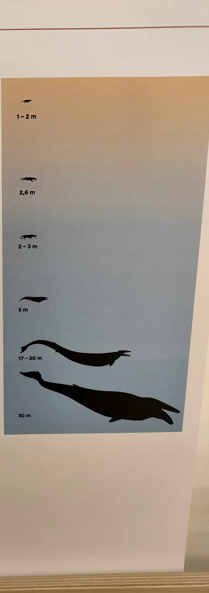Comparación de tamaños desde el Pakicetus de 1 metro hasta la ballena azul de 30 metros, mostrando la escala de evolución de los cetáceos