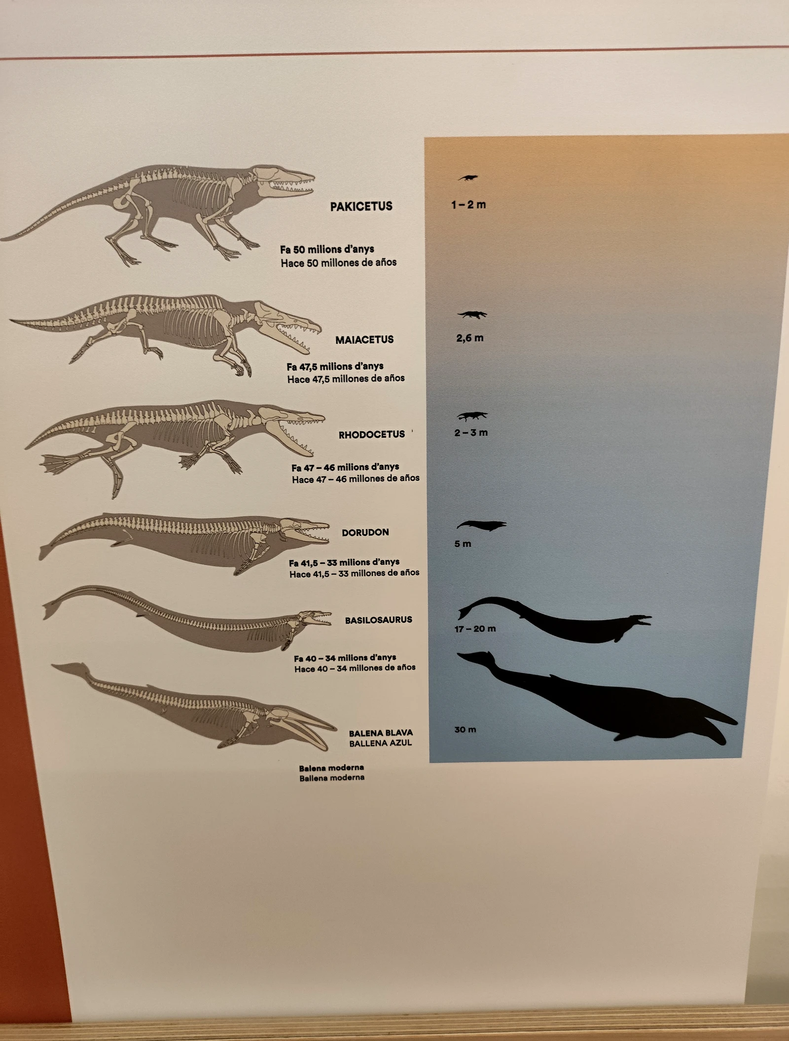 Diagrama evolutivo de las ballenas desde el Pakicetus terrestre hasta la ballena azul moderna, mostrando esqueletos y siluetas a escala