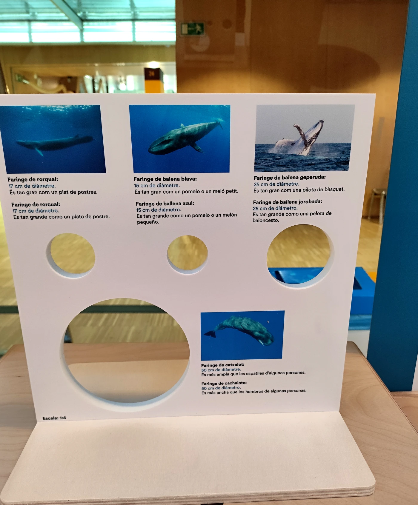 Panel comparativo del tamaño de la faringe de cuatro especies de ballenas: rorcual, ballena azul, ballena jorobada y cachalote, con agujeros a escala real