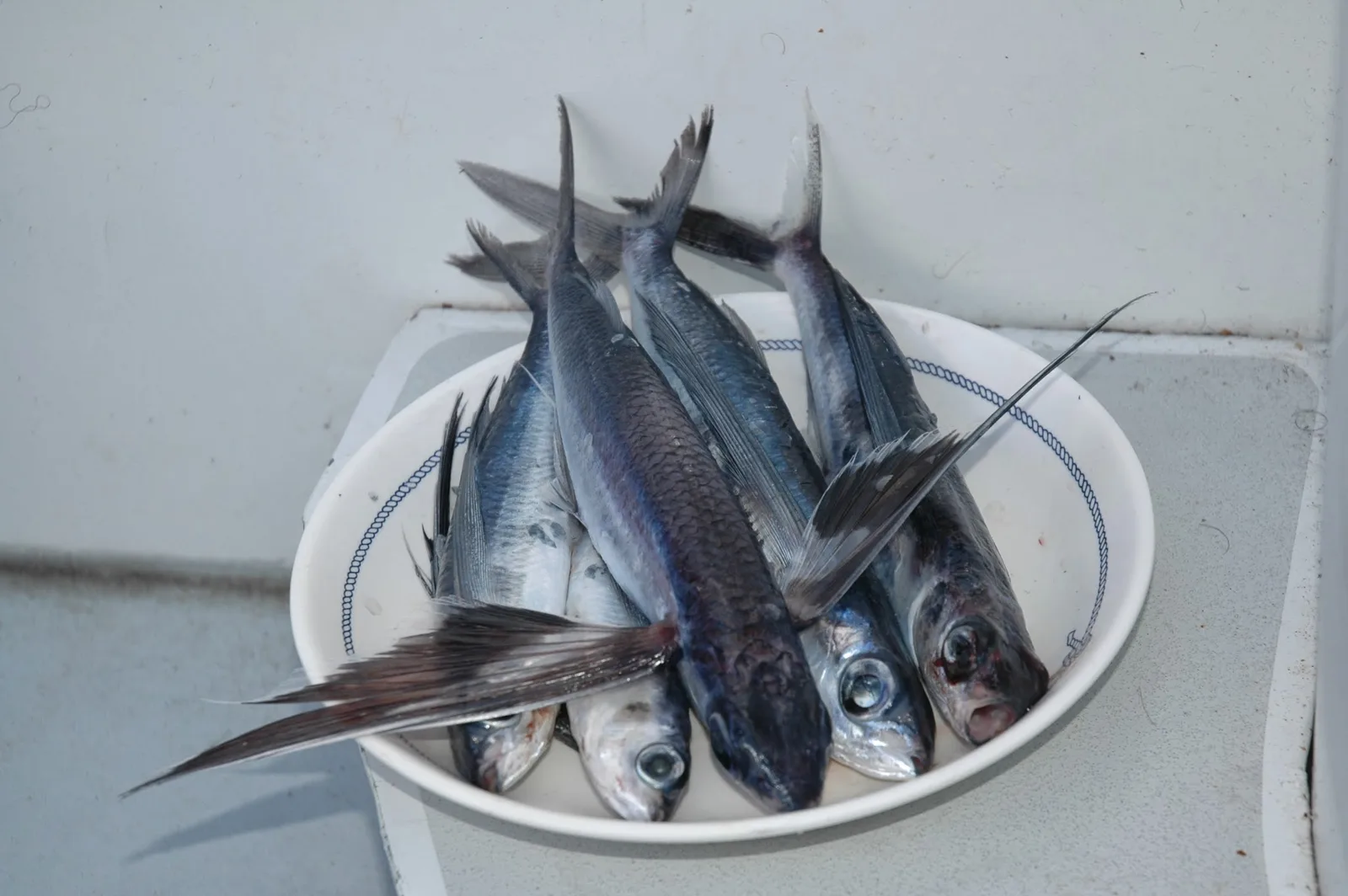 Peces voladores en un cubo a bordo del Sterna