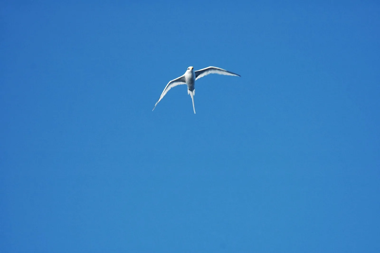 Rabijunco, ave tropical de cola larga, volando sobre el Atlántico