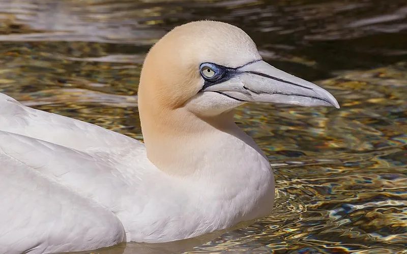 Alcatraz atlántico (Morus bassanus)