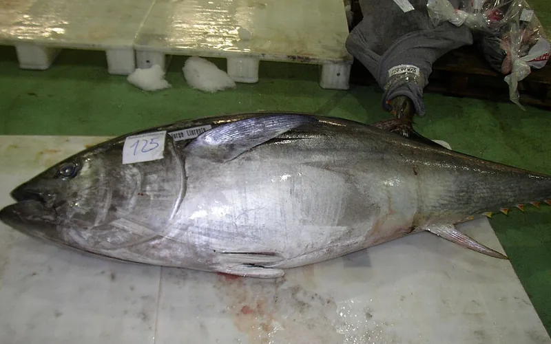 Atún rojo (Thunnus thynnus)