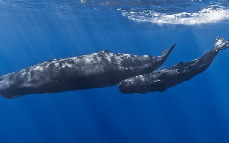Cachalote (Physeter macrocephalus)