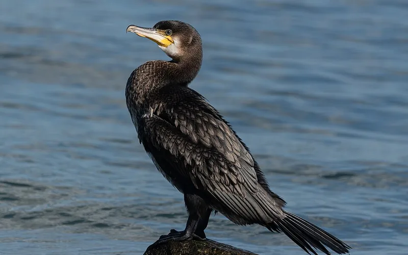 Cormorán grande (Phalacrocorax carbo)