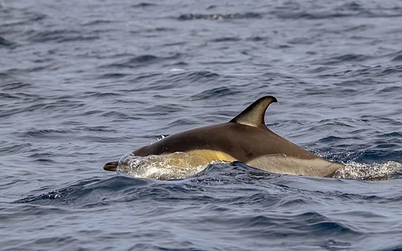 Delfín común (Delphinus delphis)