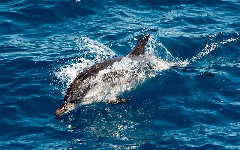 Delfín listado (Stenella coeruleoalba)