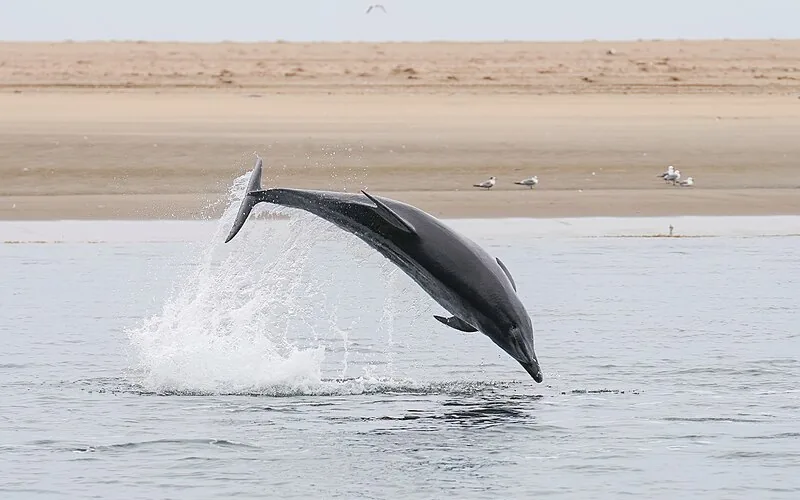 Delfín mular (Tursiops truncatus)