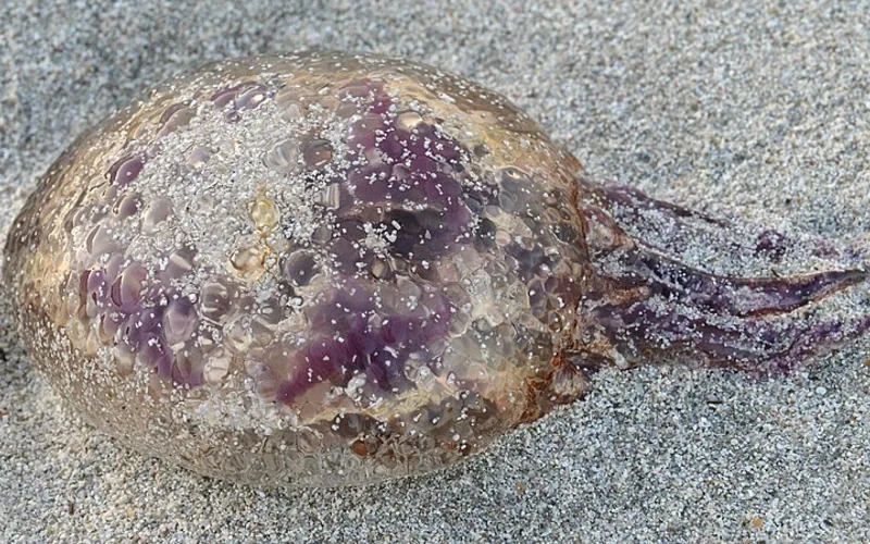 Medusa luminosa ⚠️ (Pelagia noctiluca)
