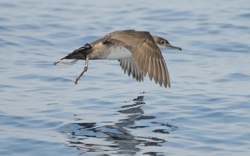 Pardela balear ⚠️ (Puffinus mauretanicus)