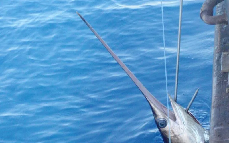 Pez espada (Xiphias gladius)