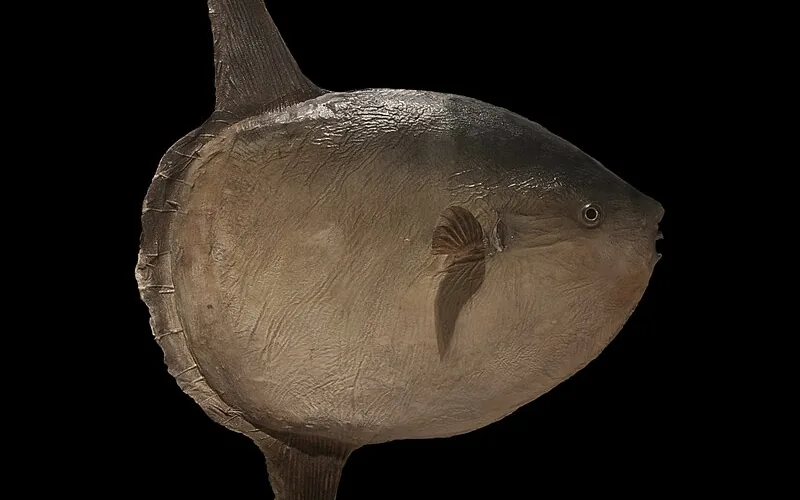 Pez luna (Mola mola)