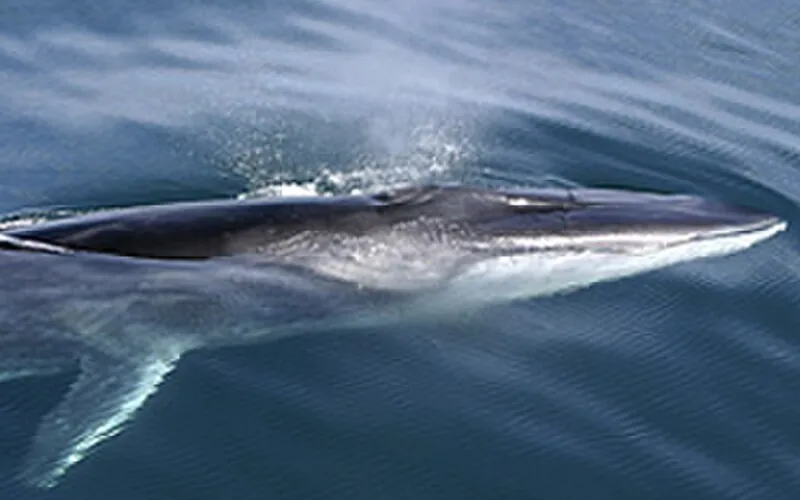 Rorcual común (Balaenoptera physalus)
