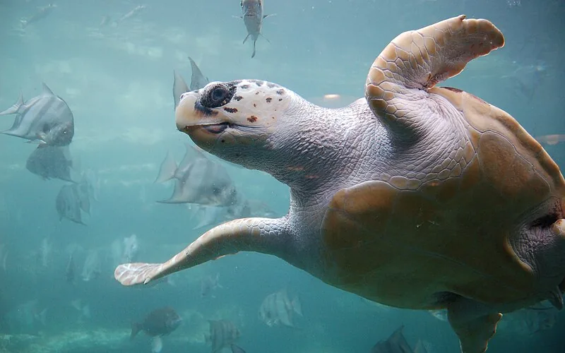 Tortuga boba (Caretta caretta)