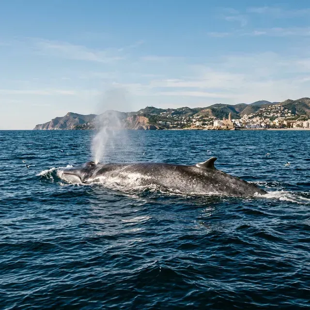 Avistamiento de rorcual común en el Hope Spot de Vilanova i la Geltrú